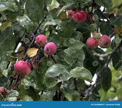 Attēlu rezultāti vaicājumam “Malus prunifolia”