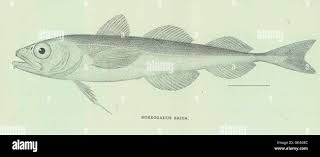 Image result for Boreogadus saida