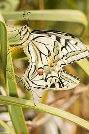 Image result for Papilionoidea