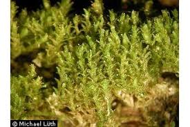 Attēlu rezultāti vaicājumam “Lophozia ascendens”