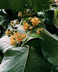 Attēlu rezultāti vaicājumam “Tilia tomentosa flower”