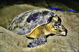 Image result for Eretmochelys imbricata