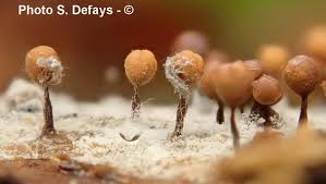 Attēlu rezultāti vaicājumam “Cribraria rufa spores”