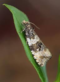 Attēlu rezultāti vaicājumam “Orthotaenia undulana”