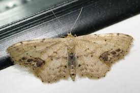 Attēlu rezultāti vaicājumam “Idaea dimidiata”