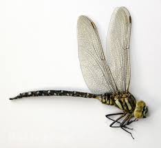 Attēlu rezultāti vaicājumam “Aeshna juncea”