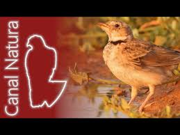 Image result for Melanocorypha calandra