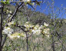 Attēlu rezultāti vaicājumam “Prunus domestica subsp. domestica leaf”