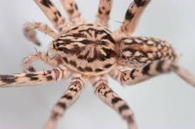 Attēlu rezultāti vaicājumam “Miturgidae”