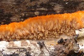 Attēlu rezultāti vaicājumam “Phlebia radiata”