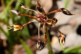 Attēlu rezultāti vaicājumam “Luzula luzuloides fruit”