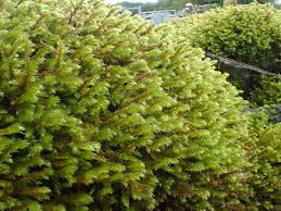 Attēlu rezultāti vaicājumam “Antitrichia curtipendula macro”