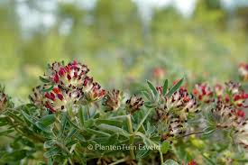 Attēlu rezultāti vaicājumam “Anthyllis vulneraria leaf”