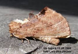 Attēlu rezultāti vaicājumam “Ptilodon capucina”