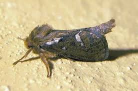 Attēlu rezultāti vaicājumam “Hepialus lupulinus”