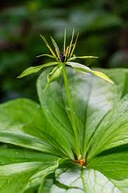 Attēlu rezultāti vaicājumam “Paris quadrifolia flower”