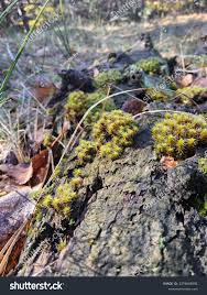 Attēlu rezultāti vaicājumam “Syntrichia ruralis var. ruralis sporophyte”