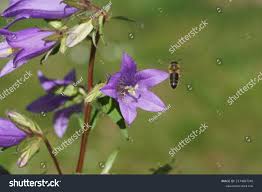Attēlu rezultāti vaicājumam “Campanula trachelium leaf”