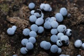 Attēlu rezultāti vaicājumam “Badhamia dubia”