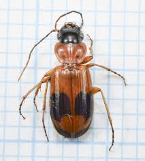 Attēlu rezultāti vaicājumam “Badister bullatus”