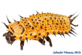 Attēlu rezultāti vaicājumam “Chrysomelidae”