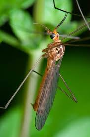 Attēlu rezultāti vaicājumam “Cribraria ferruginea macro”