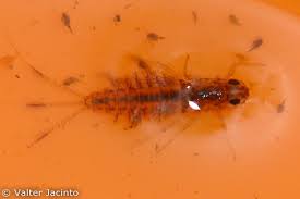 Attēlu rezultāti vaicājumam “Siphlonurus”