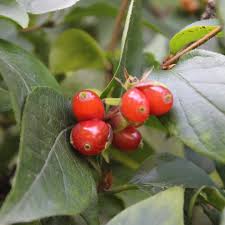 Attēlu rezultāti vaicājumam “Lonicera ferdinandii”