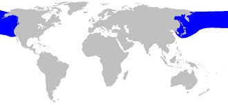 Image result for Lamna ditropis