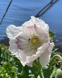 Image result for Papaver somniferum