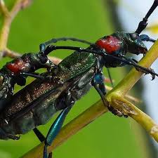 Attēlu rezultāti vaicājumam “Aromia moschata”