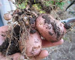 Attēlu rezultāti vaicājumam “Solanum tuberosum”