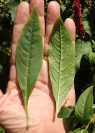 Attēlu rezultāti vaicājumam “Phytolaccaceae”