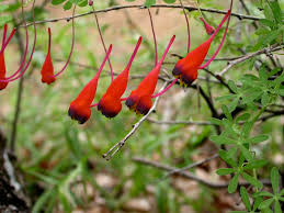 Attēlu rezultāti vaicājumam “Tropaeolaceae”