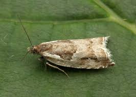 Attēlu rezultāti vaicājumam “Ancylis myrtillana”