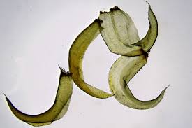 Attēlu rezultāti vaicājumam “Scorpidium cossonii”