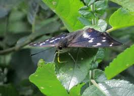 Attēlu rezultāti vaicājumam “Apatura iris male”