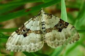 Attēlu rezultāti vaicājumam “Xanthorhoe montanata”