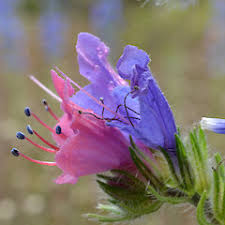 Attēlu rezultāti vaicājumam “Echium vulgare bud”
