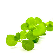 Image result for Lysimachia nummularia