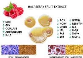 Attēlu rezultāti vaicājumam “Rubus idaeus fruit”