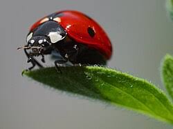 Attēlu rezultāti vaicājumam “Coccinellidae”