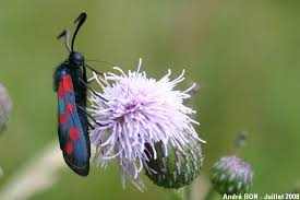 Attēlu rezultāti vaicājumam “Zygaena filipendulae exuvia”
