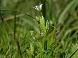 Attēlu rezultāti vaicājumam “Stellaria crassifolia”