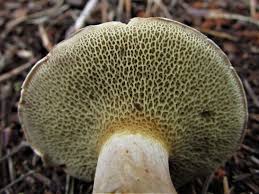 Attēlu rezultāti vaicājumam “Suillus bovinus”