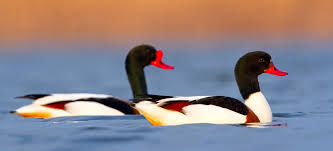 Attēlu rezultāti vaicājumam “Tadorna tadorna”