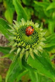 Attēlu rezultāti vaicājumam “Echinacea purpurea bud”
