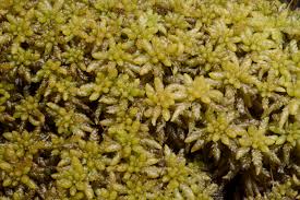 Attēlu rezultāti vaicājumam “Sphagnum papillosum”