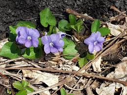 Attēlu rezultāti vaicājumam “Viola sororia flower”