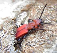 Attēlu rezultāti vaicājumam “Cucujus cinnaberinus”